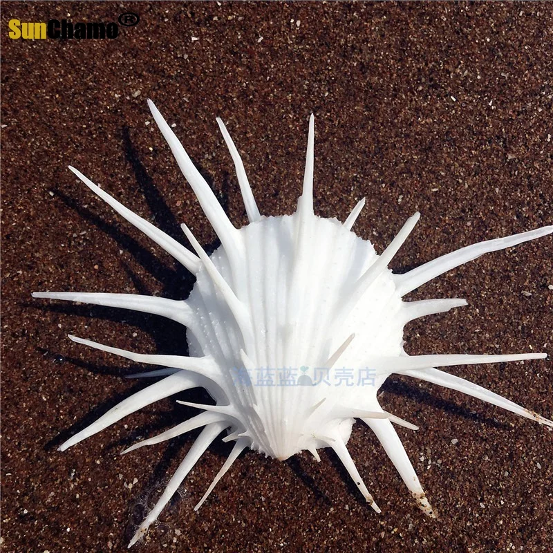 

Natural Conch Shell 8-10 CM Rare Tank Platform Window Decorative Landscape Decoration Mediterranean Specimens Creative Crafts