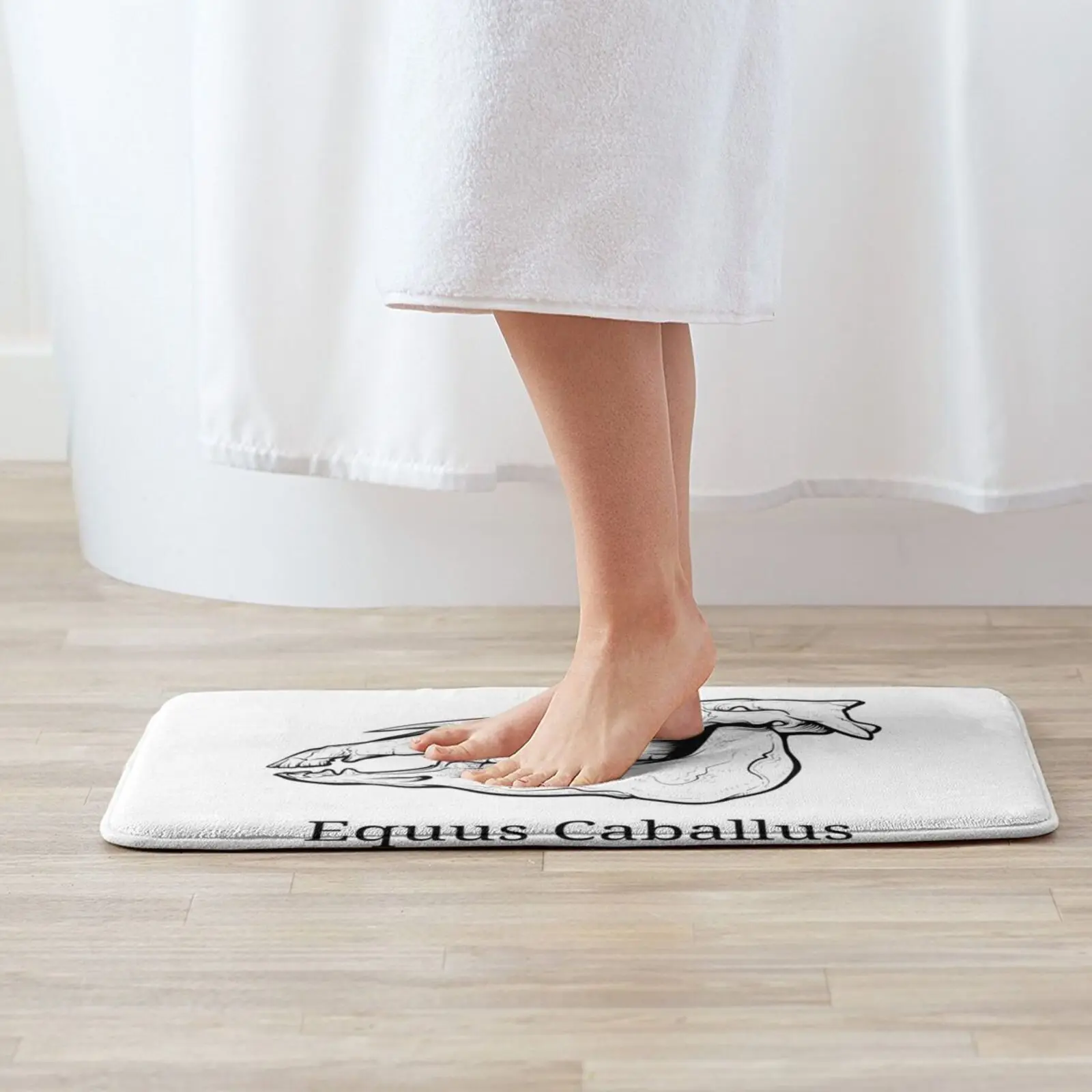 Череп лошади-Анатомия эквина-ветеринарный студенческий дизайн. Мягкий