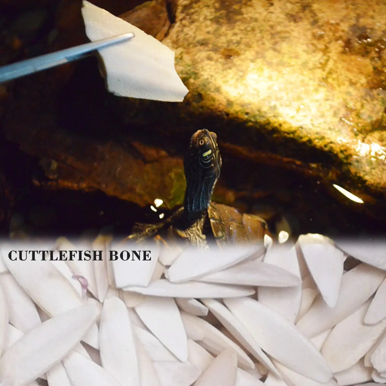 Костяной шлёмник костяной зернистый кальций L6T9