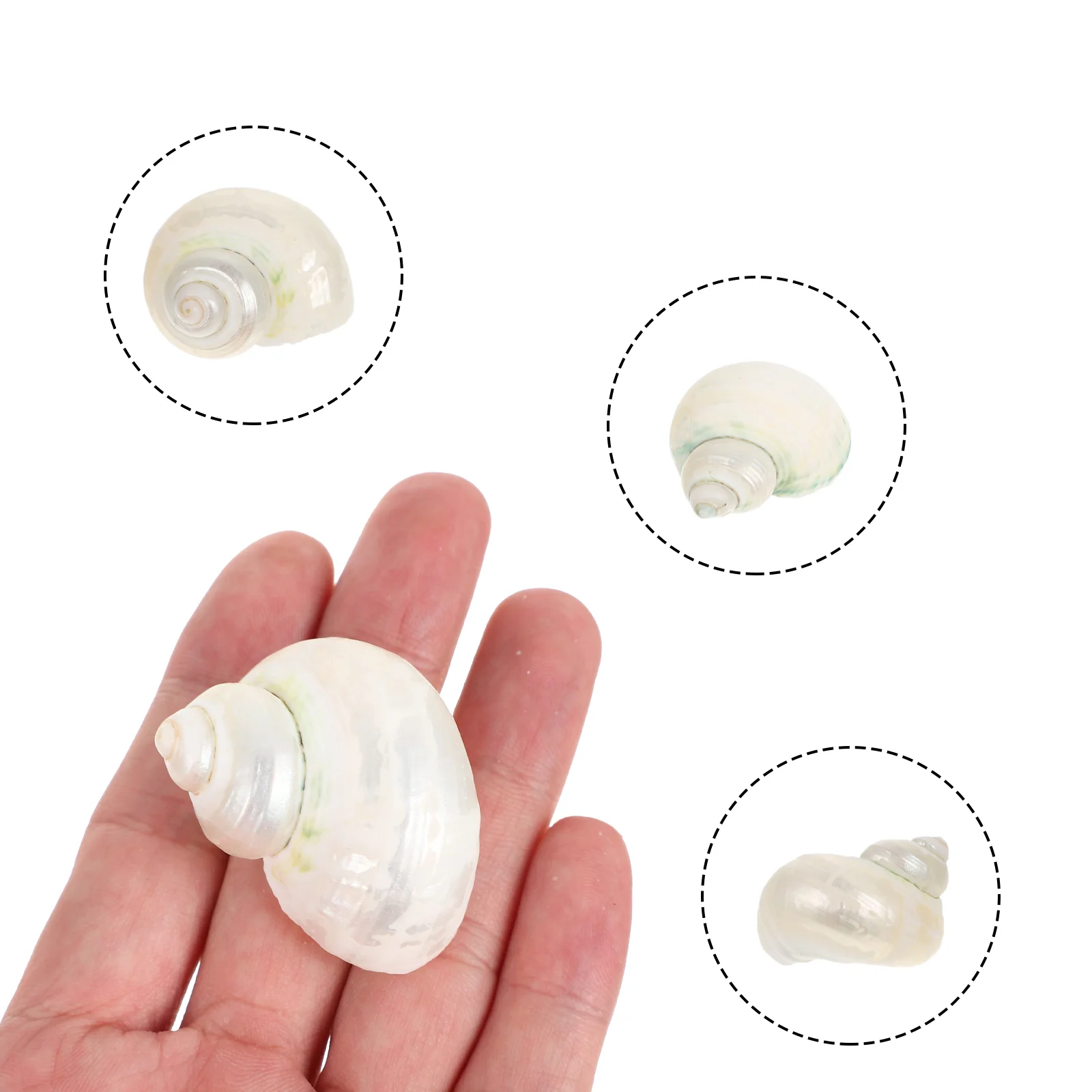 

Shells Hermit Crab Conch Tank Shell Decorations Decor Aquarium Crabs Nature Ornaments Natural Themed Supplies Tanks Accessories