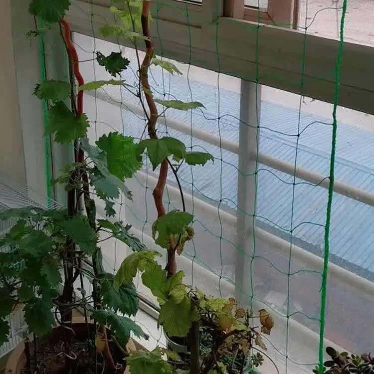 

36 Strands Plants Crawling Netting Beans Melon Vegetable Farm Crop Hanging Climbing Trellis Network Gardening Horticulture Mesh