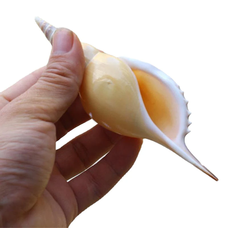 

Natural Conch Shell Aquarium Decoration Beautification Ornaments