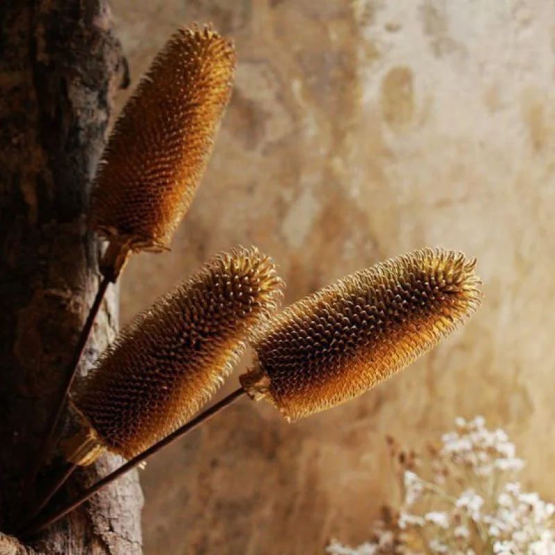 

Dried Flower Flower Arrangement Material Mori Style Natural Original Ecological Plant Fruit Home Decoration Store Decoration Dis