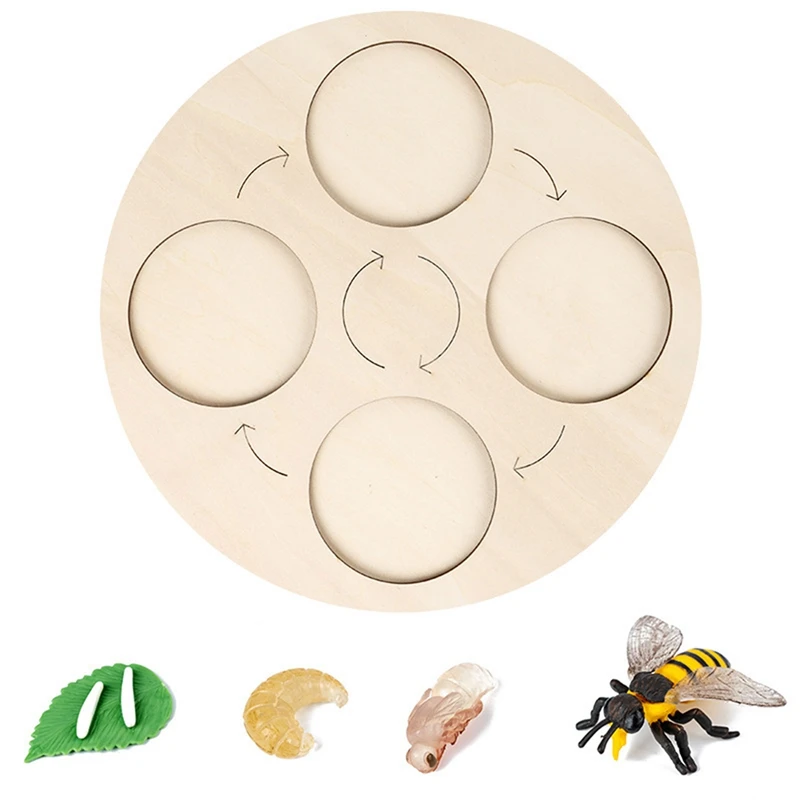 

FBIL-Life Cycle Board Bee Life Cycle Board Set Lifestyle Stages Kids Teaching Tools Animal Growth Model Gifts