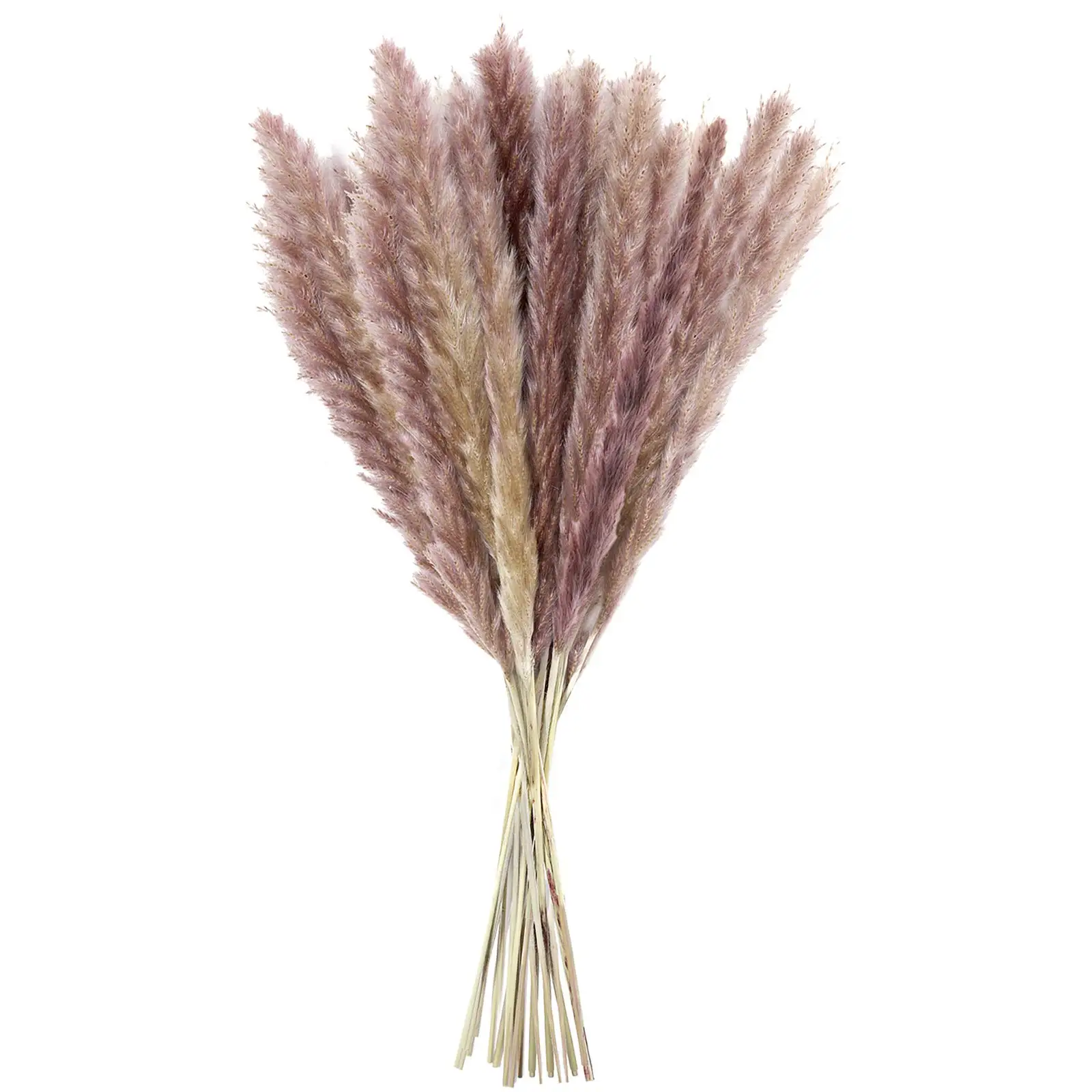 

Сушеные тростники Pampas Grass, сушеные цветы, украшение 50 штук, сушеные цветы 44-45 см, украшение букет Boho