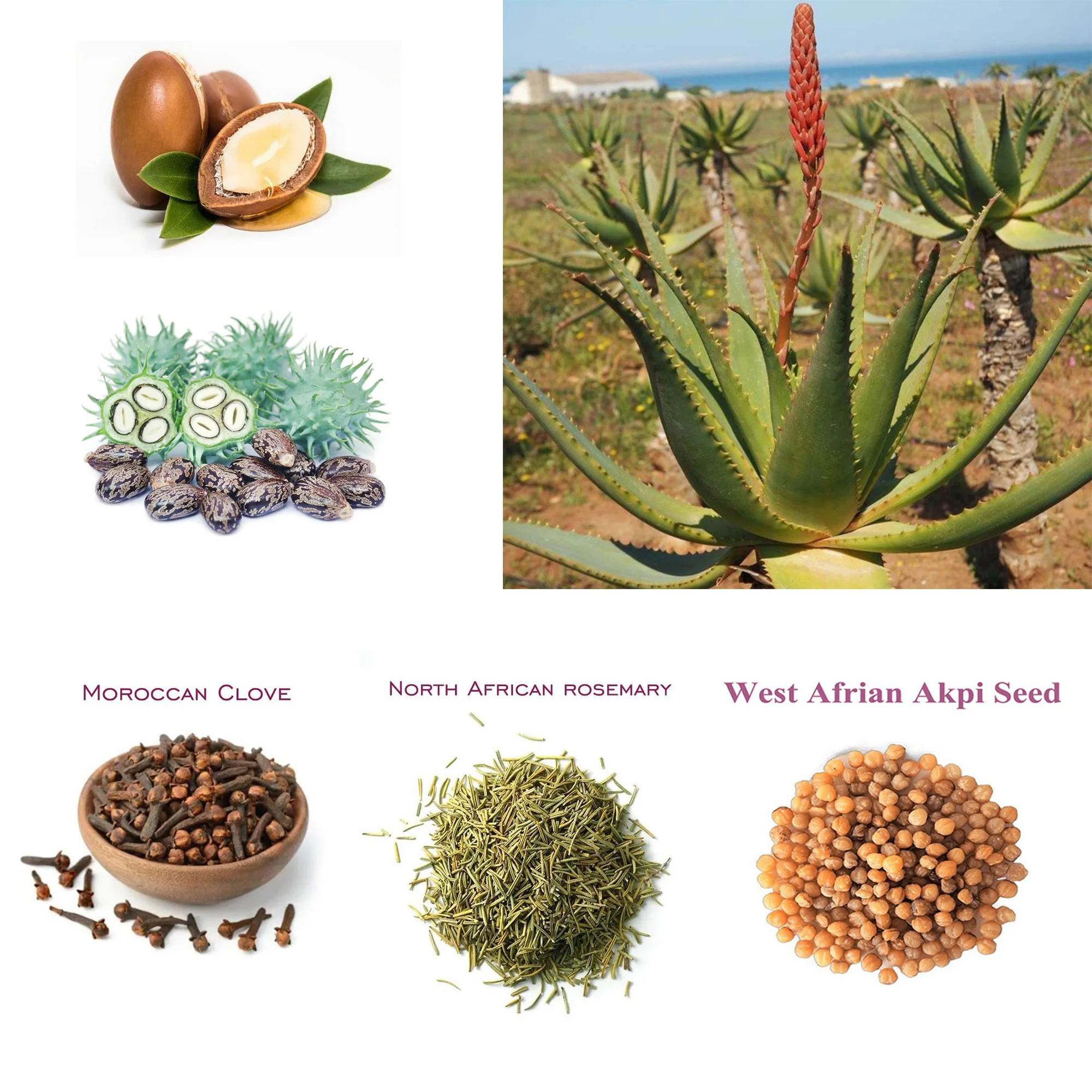 Layden Oil-One Touch to Gorgeous-North African Aloe Vera Chebe Powder марокканские гвоздики укрепление кожи