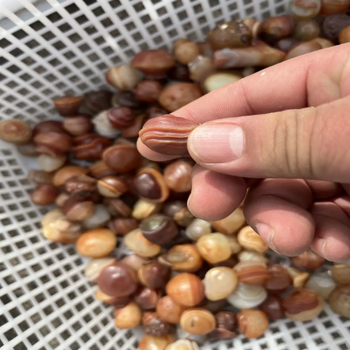 Natural Crystal Original Stone Desert Gobi Spiral Agate Grain Clear Play Collection Decorative High