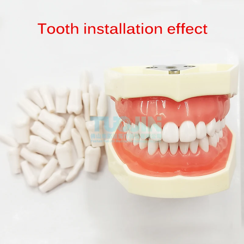 Dental 28pcs Removable Resin Teeth Soft Gums Typodont Tooth Model Preparation Student Oral Teaching Practice Product images - 6