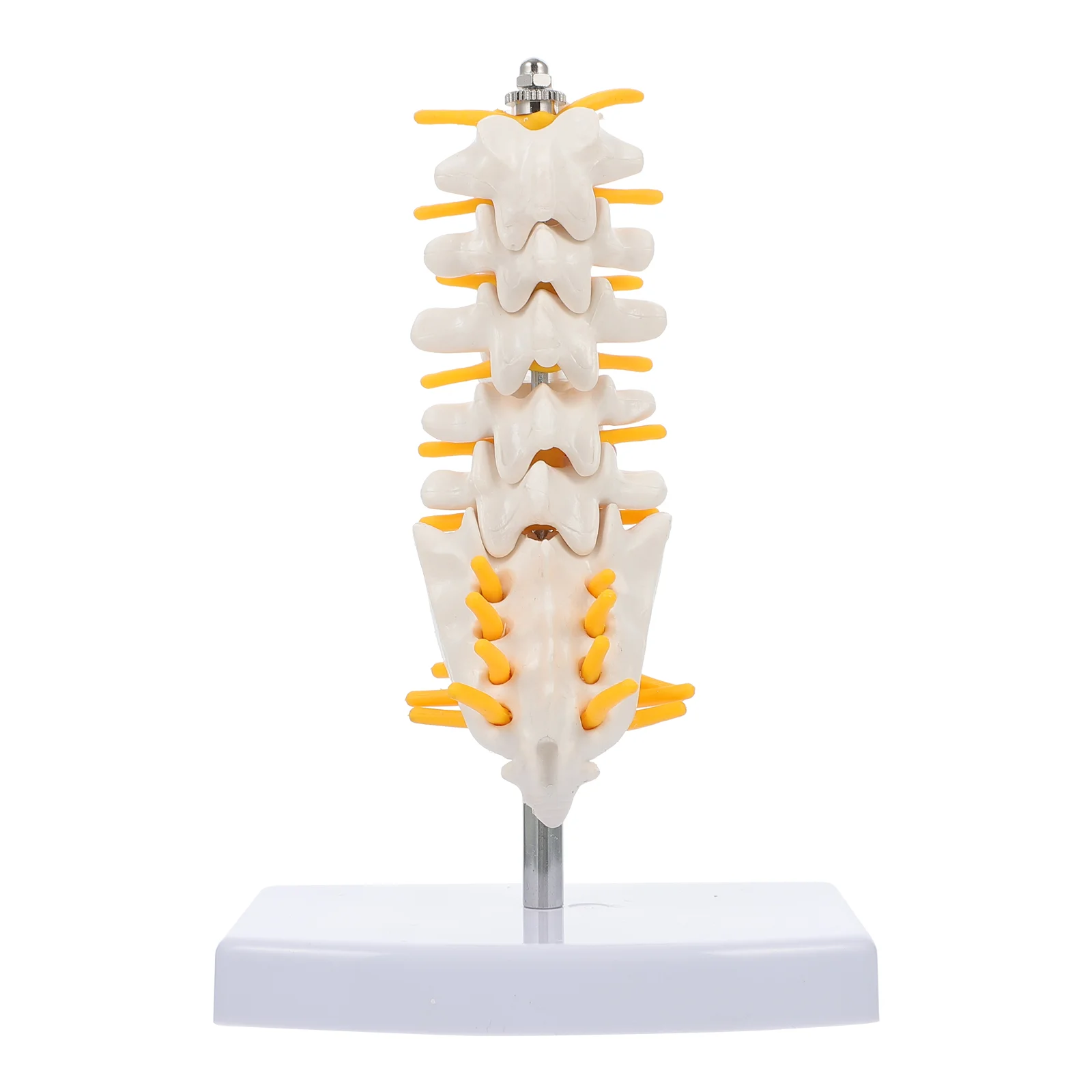 

Anatomy Model Lumbar Spine Model Lumbar Anatomy Model for Teaching