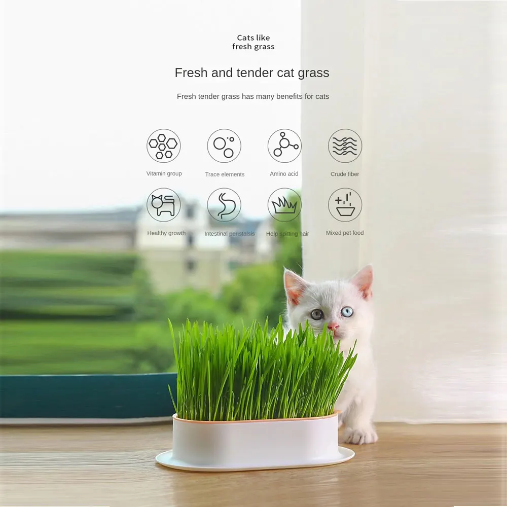 

1set Pet Cat Mint Sprout Dish Plant Pot Hydroponic Plant Cat Grass Basin Germination Digestion Starter Dish Greenhouse Grow Box