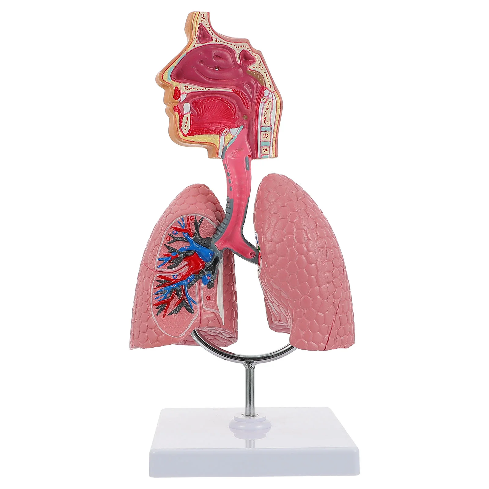 

1pc Human Respiratory System Model Respiratory Lung Model Experiment Model Anatomy