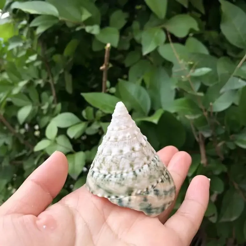 8 шт. ракушки для аквариума в средиземноморском стиле