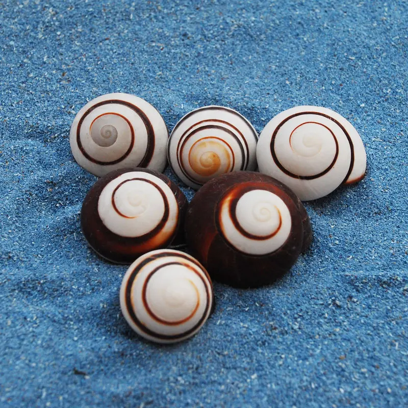 

2pcs Natural shell conch snail specimen snail fish tank landscaping aquarium decoration ornaments hermit crab Flea-bite Cone