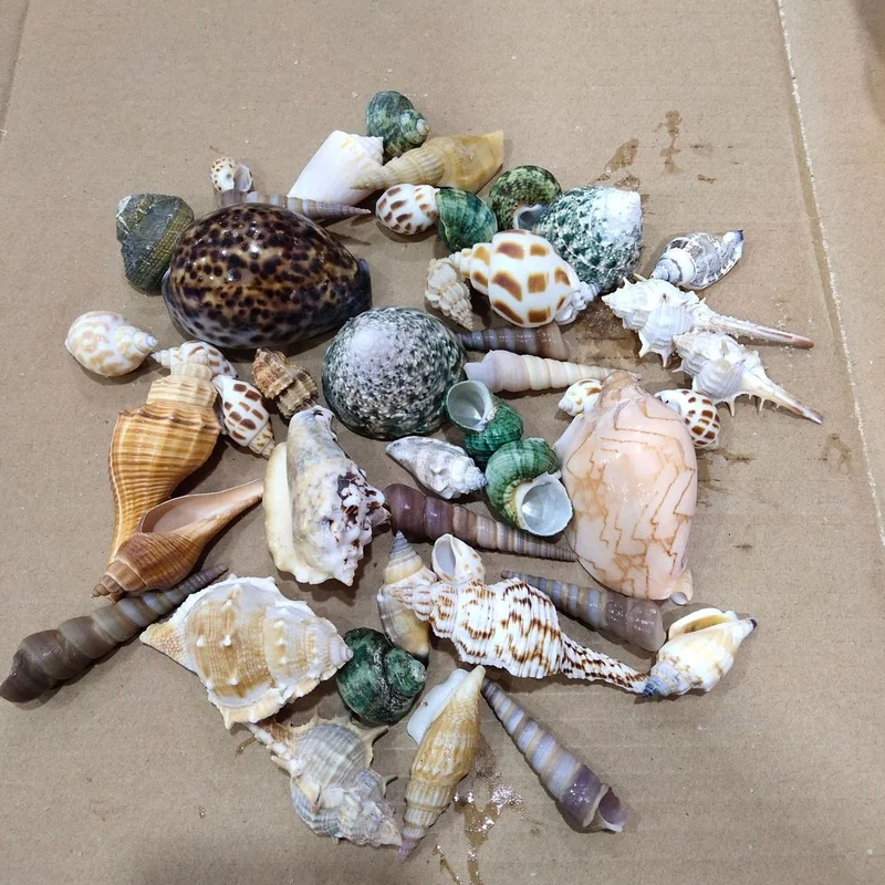 

3-10CM 500g Natural Mediterranean Ornament Mixed Conch Ocean Sea Shells Wedding Decor Beach Theme Party Seashells Home Decore