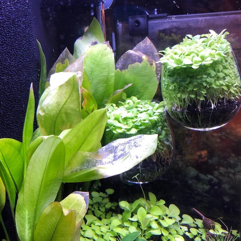 2 шт. стеклянный горшок для водных растений аквариумный водный красные креветки