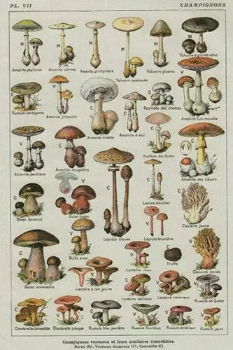 

Eeypy Mushroom Poster Chart Education Fungus Botany Different Breeds Retro Vintage Farm Courtyard Garden Animal Tin Signs