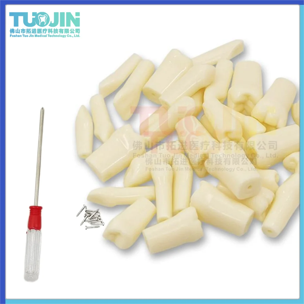 

TJ 32Pcs Removable TeethModels Synthetic Resin Teeth For Dentist oral Teaching Modelo Implante Dental modelo dental de dientes
