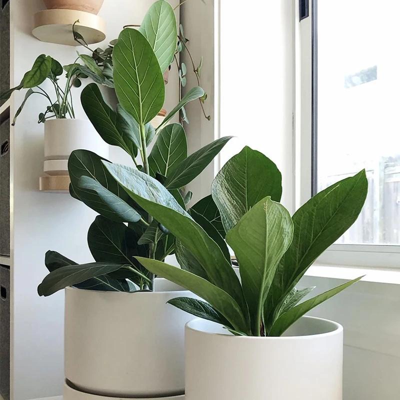 

5Types Calathealutea 20Pcs Garden Decoration Plant Seeds Bonsai