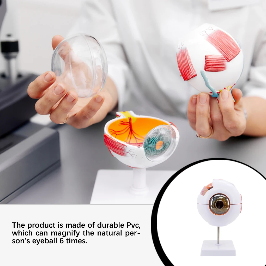 

Eyeball Model 6 Times Anatomical Learning Tools Models Medical Internal Structure Teaching Instrument Science Teach