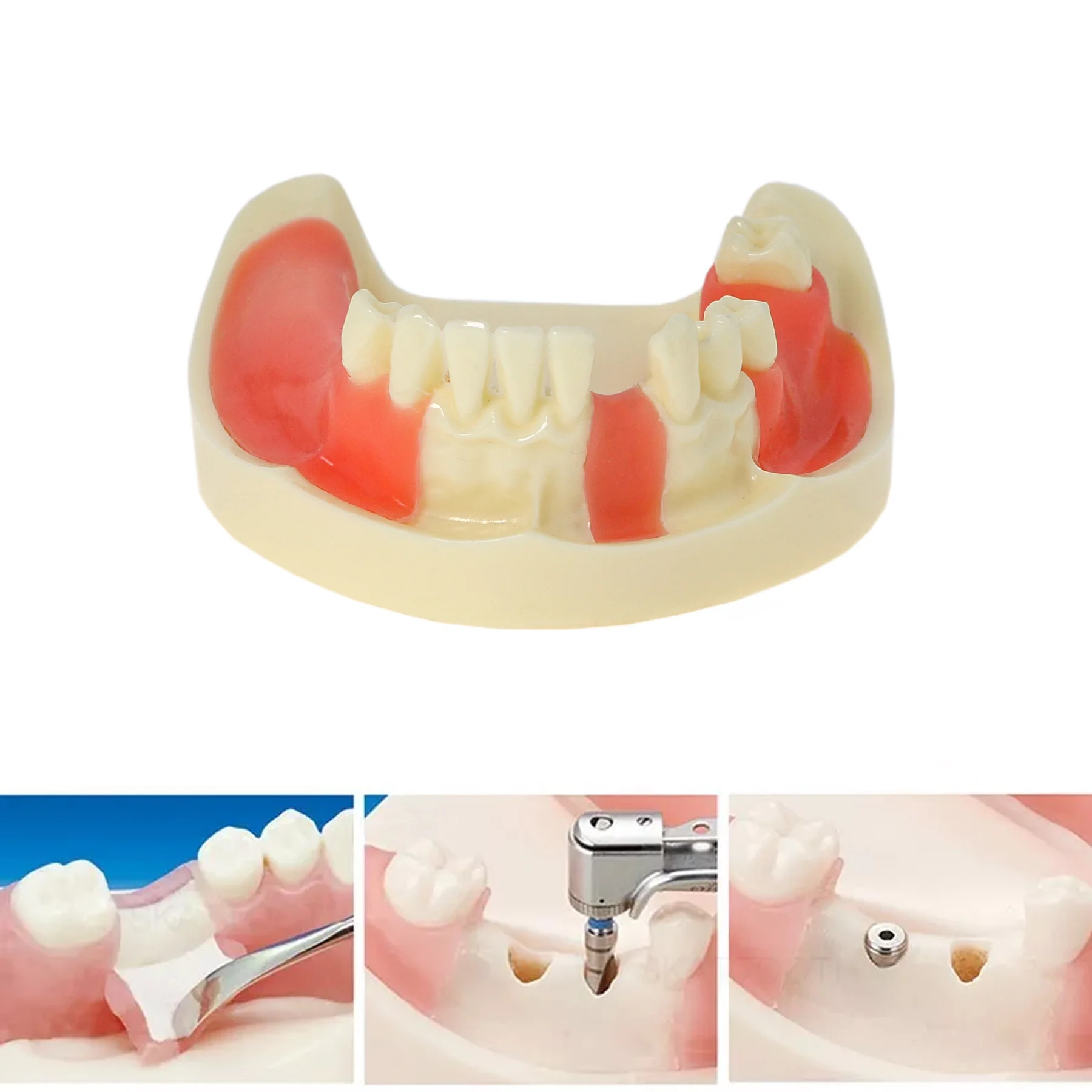 Съемная модель нижних зубных щеток Gingiva M2004