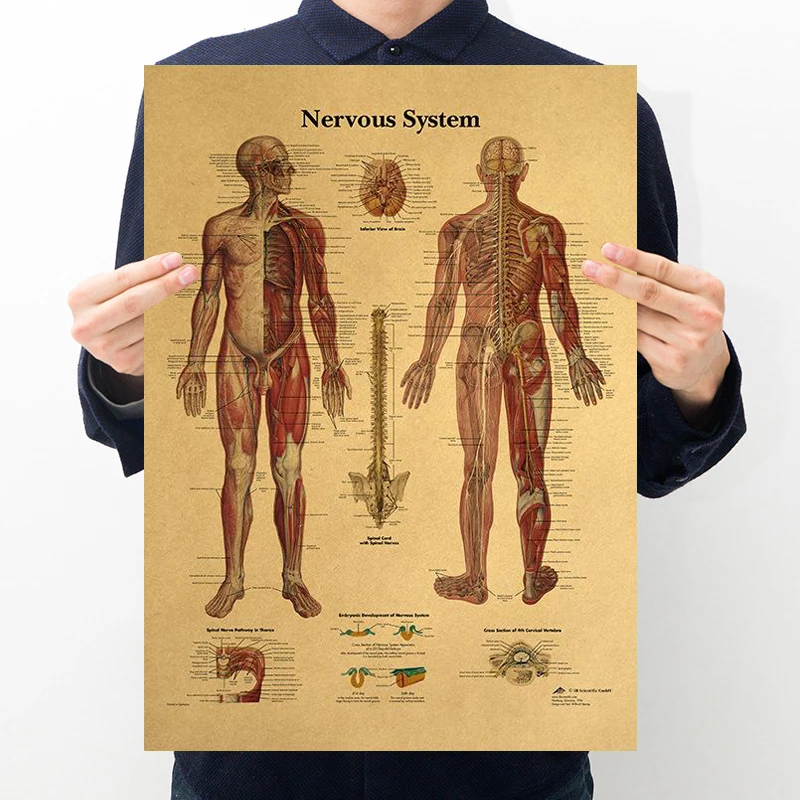 

Nervous System The Human Body Structure Diagram Wall Paintings Pictures for The Home Vintage Kraft Paper Poster Aesthetic Decor