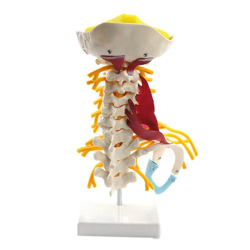 

Модель человеческого шейного позвоночника, модель тела, обучающий реквизит, анатомия мышц и нервов шейного позвоночника, модель кости позв...