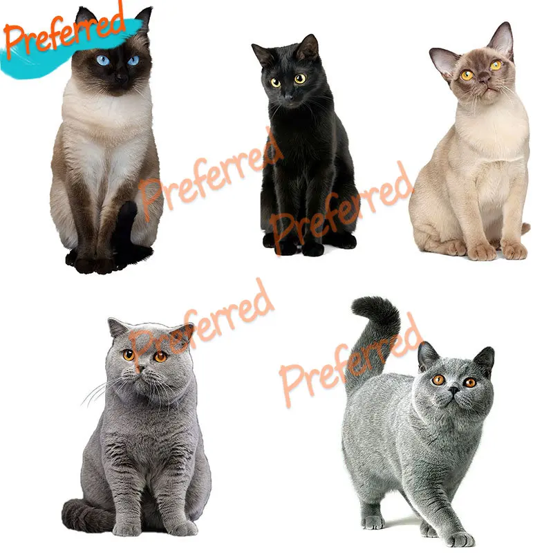 

Fashion Decals Cute Cat Persian Cat Berman Mumbai British Shorthair Burmese Car Sticker Car Laptop Trolley Case Boat Vinyl Decal