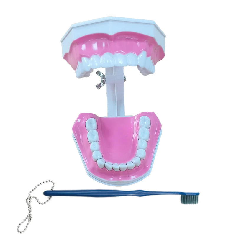 Dental Tooth Model 1:2 Removable Typodont Teeth Brush Teaching Large 12x9.2 cm