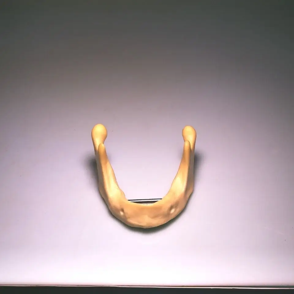 Dentistry Mandible implant practice model drilling Dental |