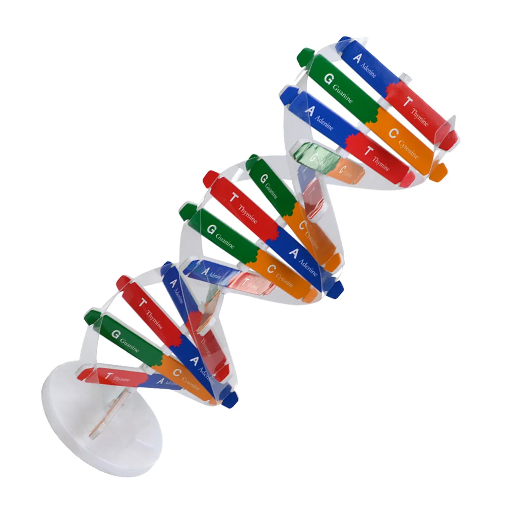 

Модель ДНК научная игрушечный набор завитка двойная сборка учебные пособия Обучающие Детские молекулярные игрушки научный классный резервуар