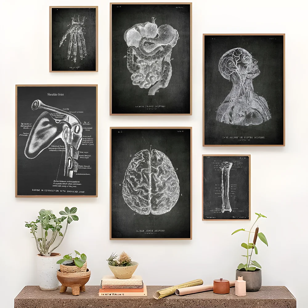 Анатомический скелет классная доска рисунок сделай сам липкий постер белая