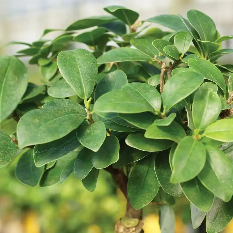 

Ginseng Grafted Ficus Bonsai - Small - (Indoor)