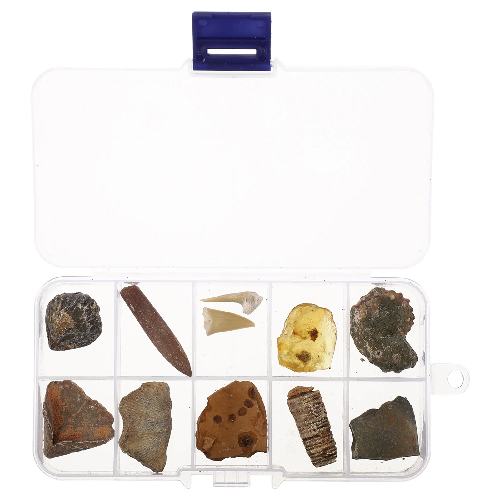 

Balacoo, палеонтологические ископаемые образцы-трехбитный ископаемый и янтарный образец для научного образования