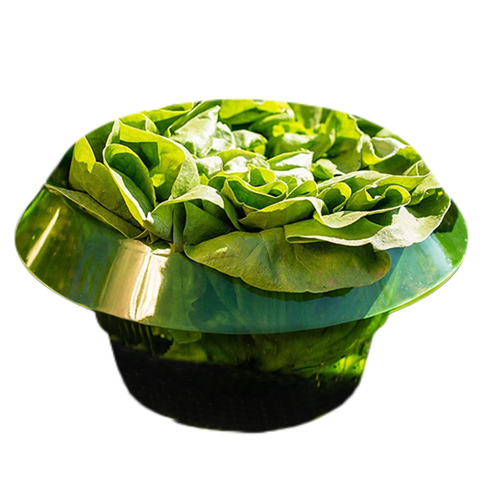 

Plant Protection Collars Efficient Green Vegetable Plant Cover Provide Effective Snail Protection For Your Salad Plants