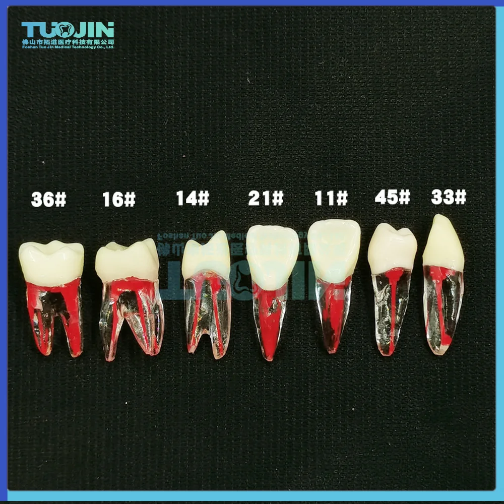 

2PCS Dental Tooth model Root Canal RCT Practice Pulp Cavity Clear Resin Teaching teeth model 1:1 Dental Model Dentist Tools