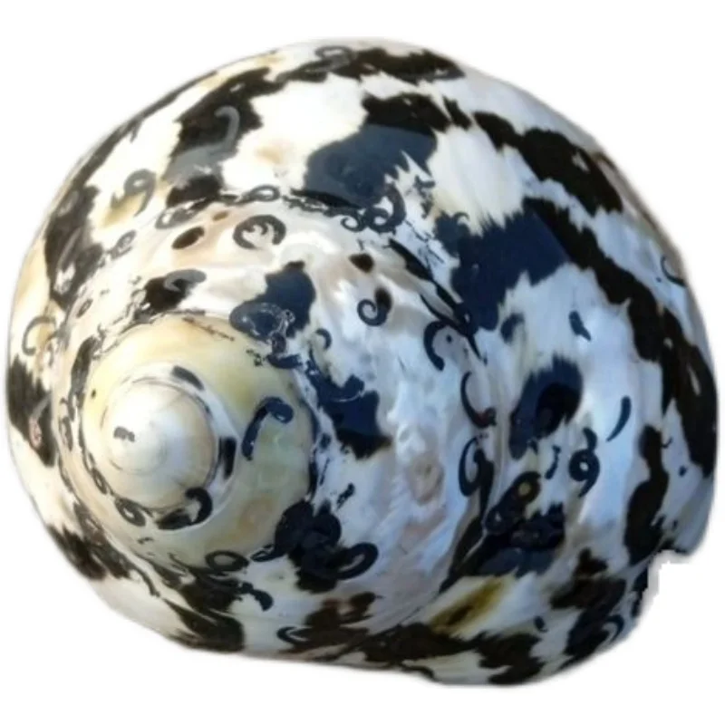 Натуральный образец аквариумной рыбы из раковины черный бриллиант саламандра