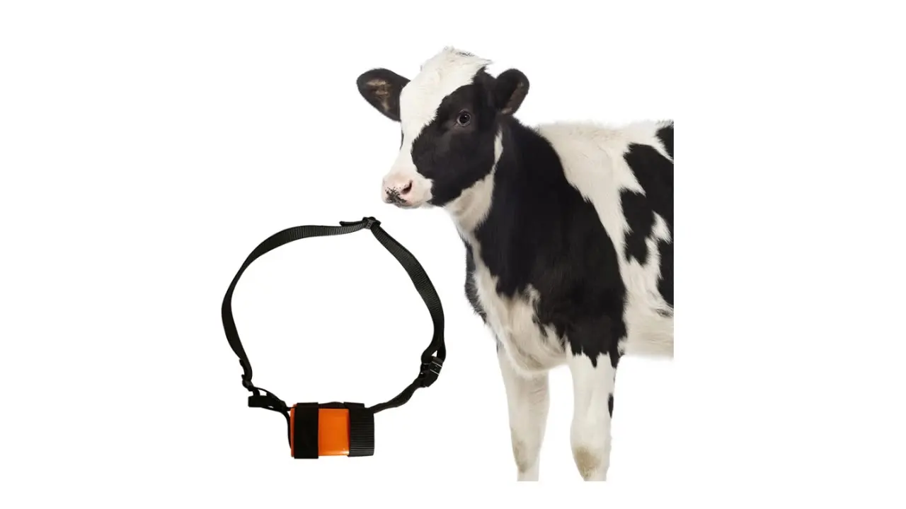

Super Quality 2G 3G 4G Chips Para Tracking Big Animal Gps Trakcers
