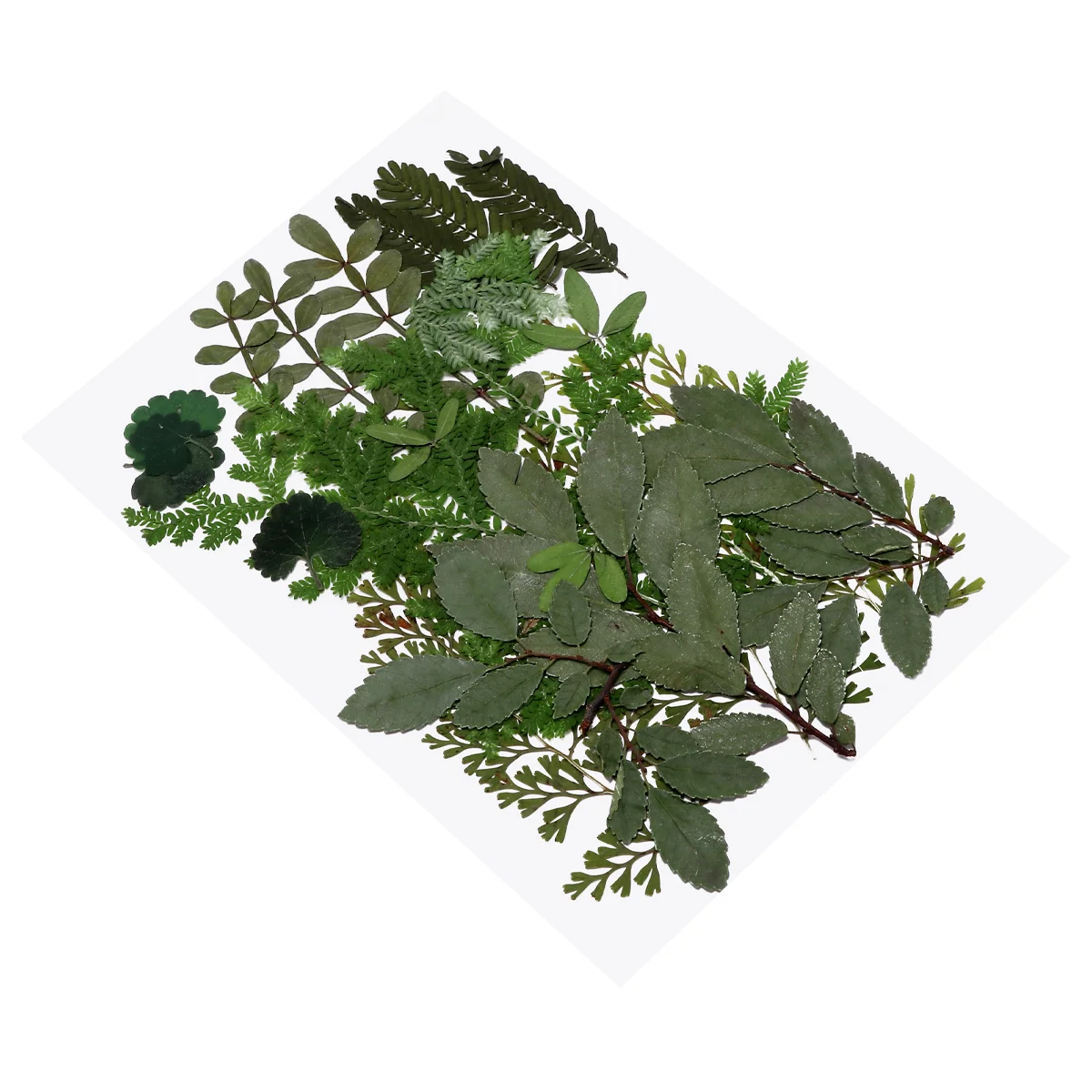 

Flowers Dried Pressed Leaves Flowerleaf Wedding Crafts Making Party Resin Diy Natural Dry Decoration Realarrangements Floral