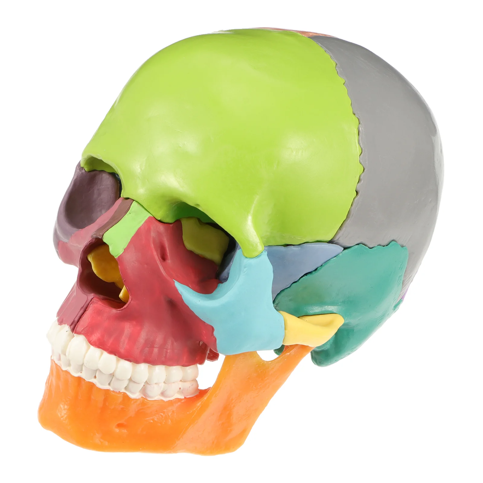

Simulated Head Medical Model Anatomical Desktop Ornament Topper Human Body Colored Pvc Colorful Decor