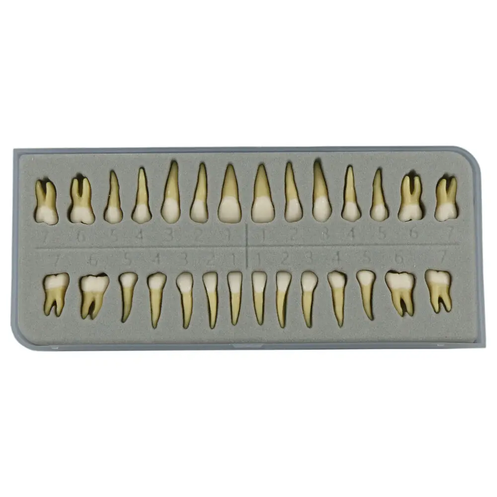 28 Pcs Dental 1:1 Permanent Teeth Demonstration Teach Study Model Tooth M7021