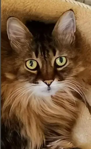 

Алмазная 5D картина с деревьями, пейзаж, пейзаж, горы, восход, вышивка крестиком, мозаика из страз, украшение BY503