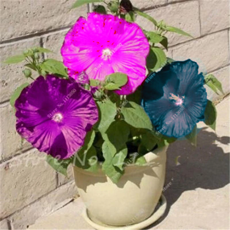 

100 шт. цветные семена гибискуса Роза-Синенсис, благовония, натуральные растения, хлопковые розы, цветы, ароматные благовония M9362I