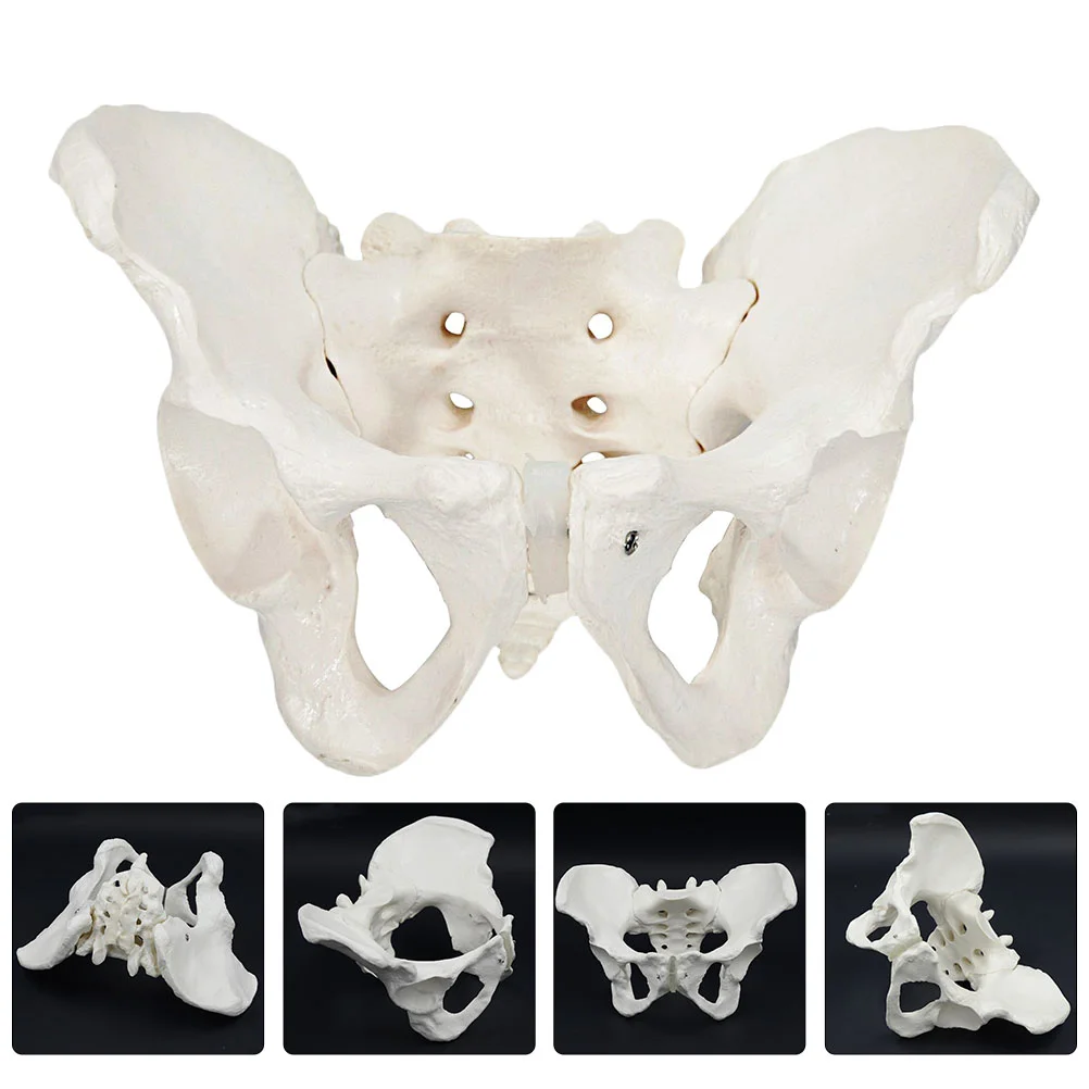 

Model Pelvic Pelvis Anatomy Female Womenanatomicalbody Human Trainingmodels Hospitalpractice Flexible Educational Kids