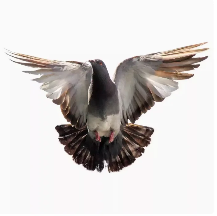 

Виниловые наклейки «Голубь Мира»