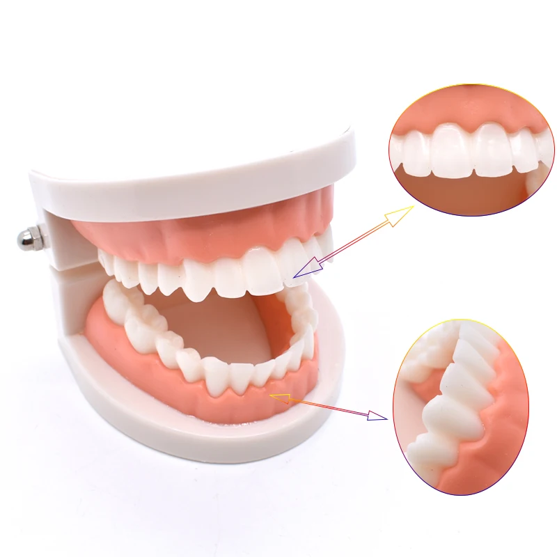 

Teeth Models Dental Lab Mode Teach Teeth Model Dentist student Model for Teaching Dentistry Material