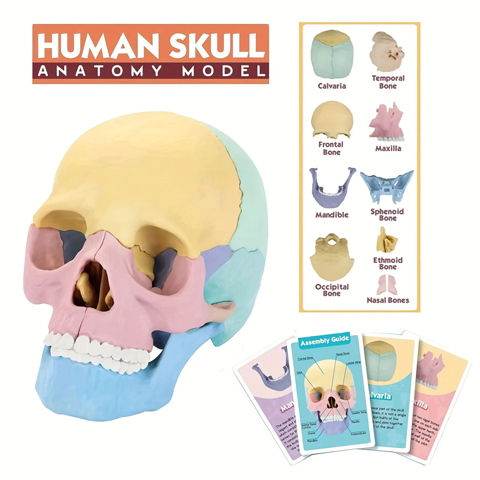 

Colorful 1:2 Medical Skull Model Assembly Game 4D Detachable Specimen Skull Model Skull Oral Teaching Skeleton Art Teaching Tool