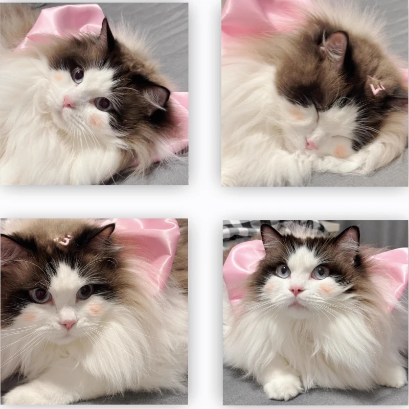 Женское кольцо для шеи с бантом том в виде кошки