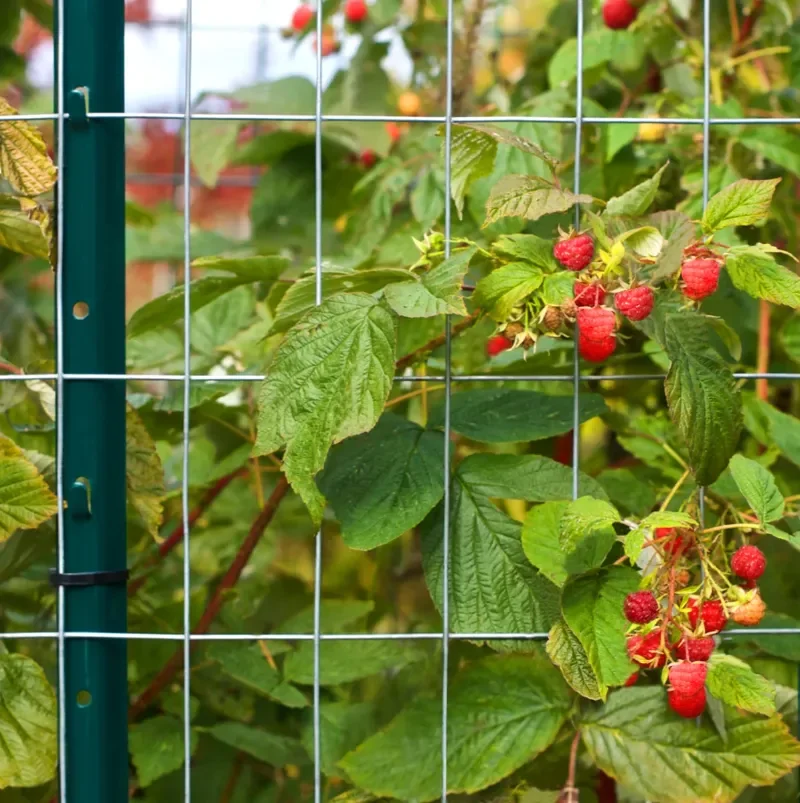 

Профессиональный садовый оцинкованный стальной серый сварной проволочный забор, 36X50 футов в рулоне, садовые аксессуары, садовая сеть