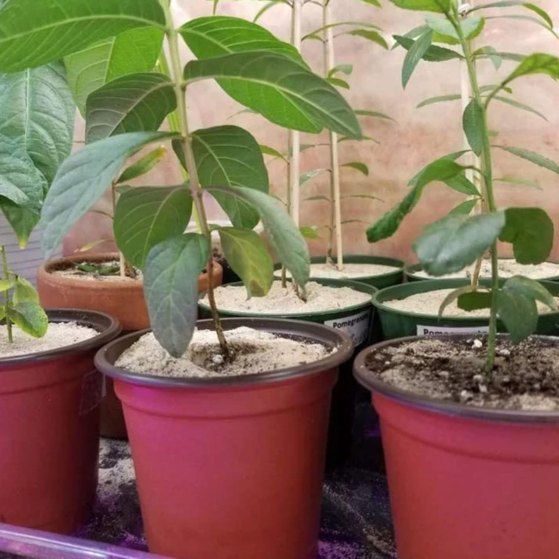 Акция! 50 шт. 7-дюймовые пластиковые горшки для рассады цветов |