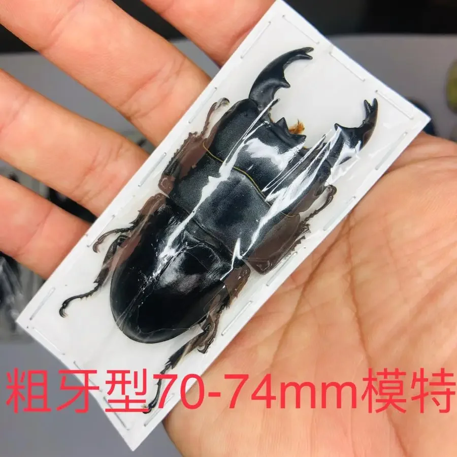 

Научные образцы насекомых Dorcus Alcides